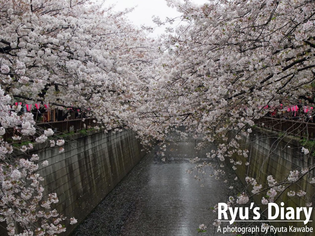 目黒川の桜